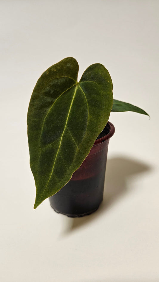 Anthurium Velvet Oasis