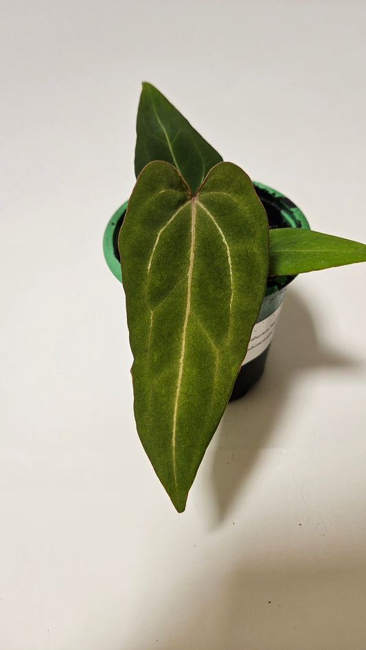 Anthurium Red Streak