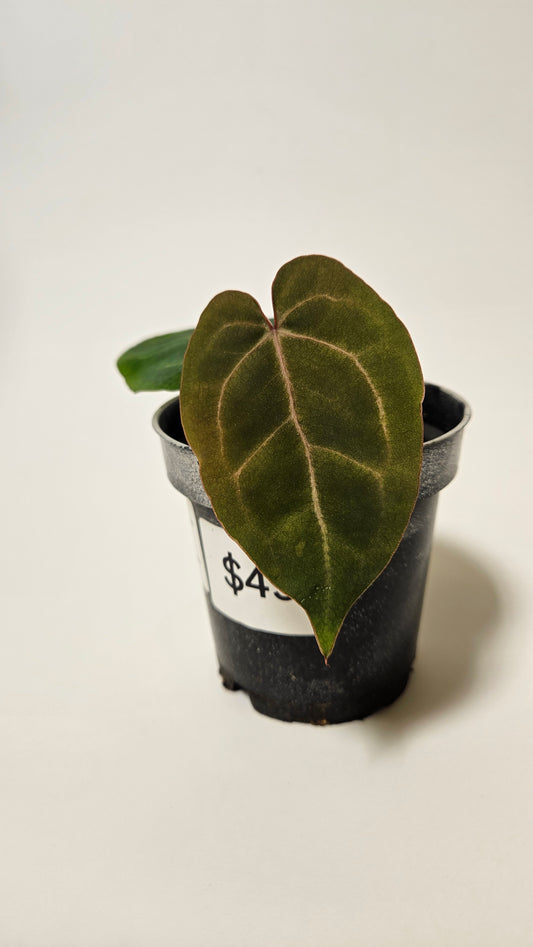 Anthurium (Doc Block x Fort Sherman) x NoID