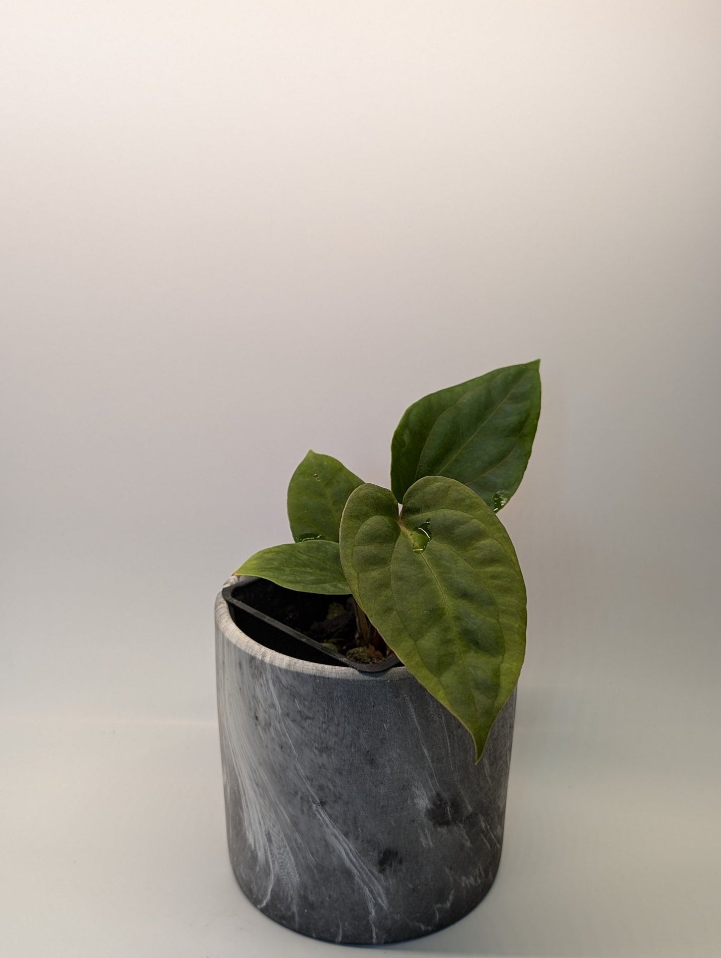 Anthurium (Besseae "Spider" x BVEP) x (FSRL x FS S1) - Botanical Rarities