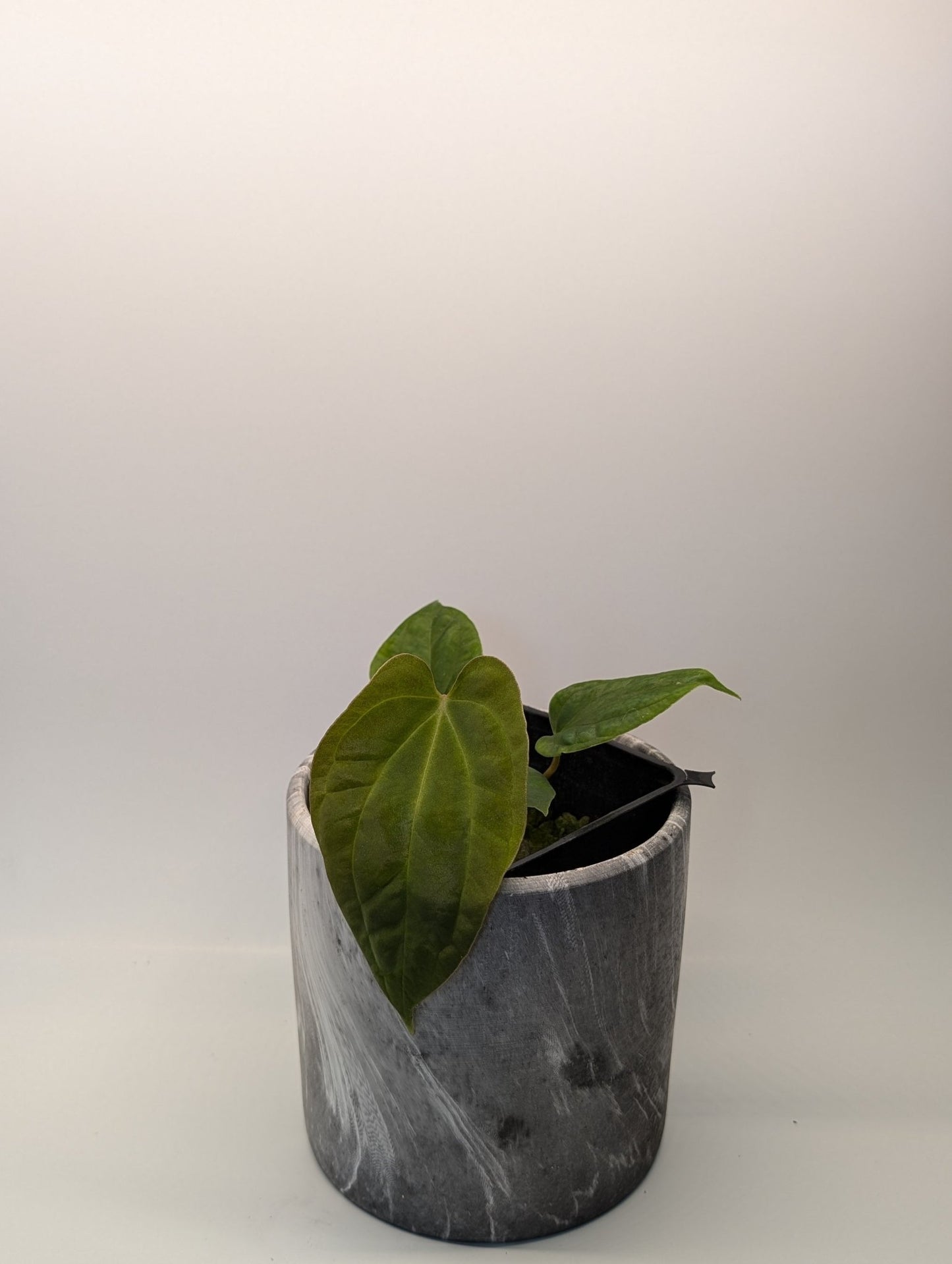 Anthurium (Besseae "Spider" x BVEP) x (FSRL x FS S1) - Botanical Rarities