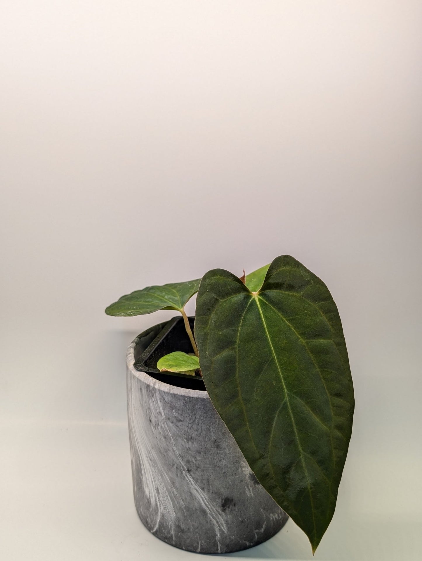 Anthurium (Besseae "Spider" x BVEP) x (FSRL x FS S1) - Botanical Rarities