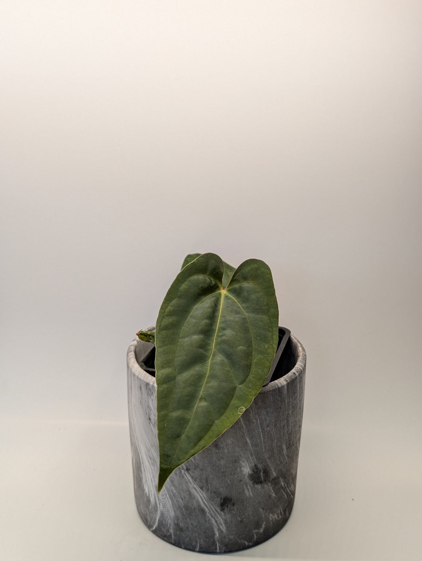 Anthurium (Besseae "Spider" x BVEP) x (FSRL x FS S1) - Botanical Rarities