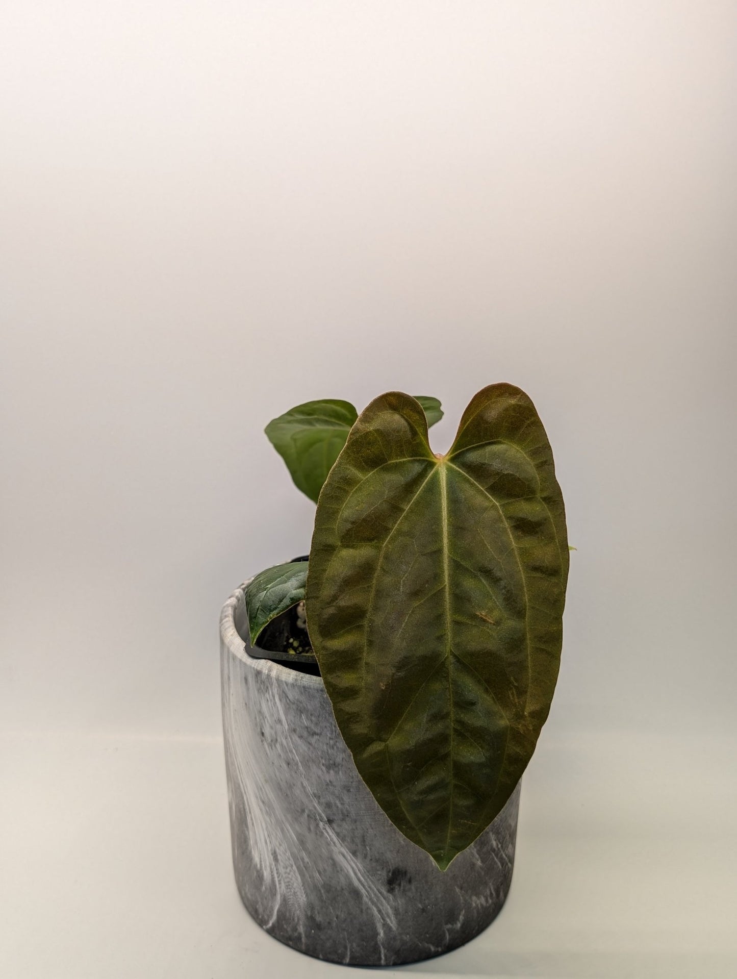 Anthurium (Besseae "Spider" x BVEP) x (FSRL x FS S1) - Botanical Rarities
