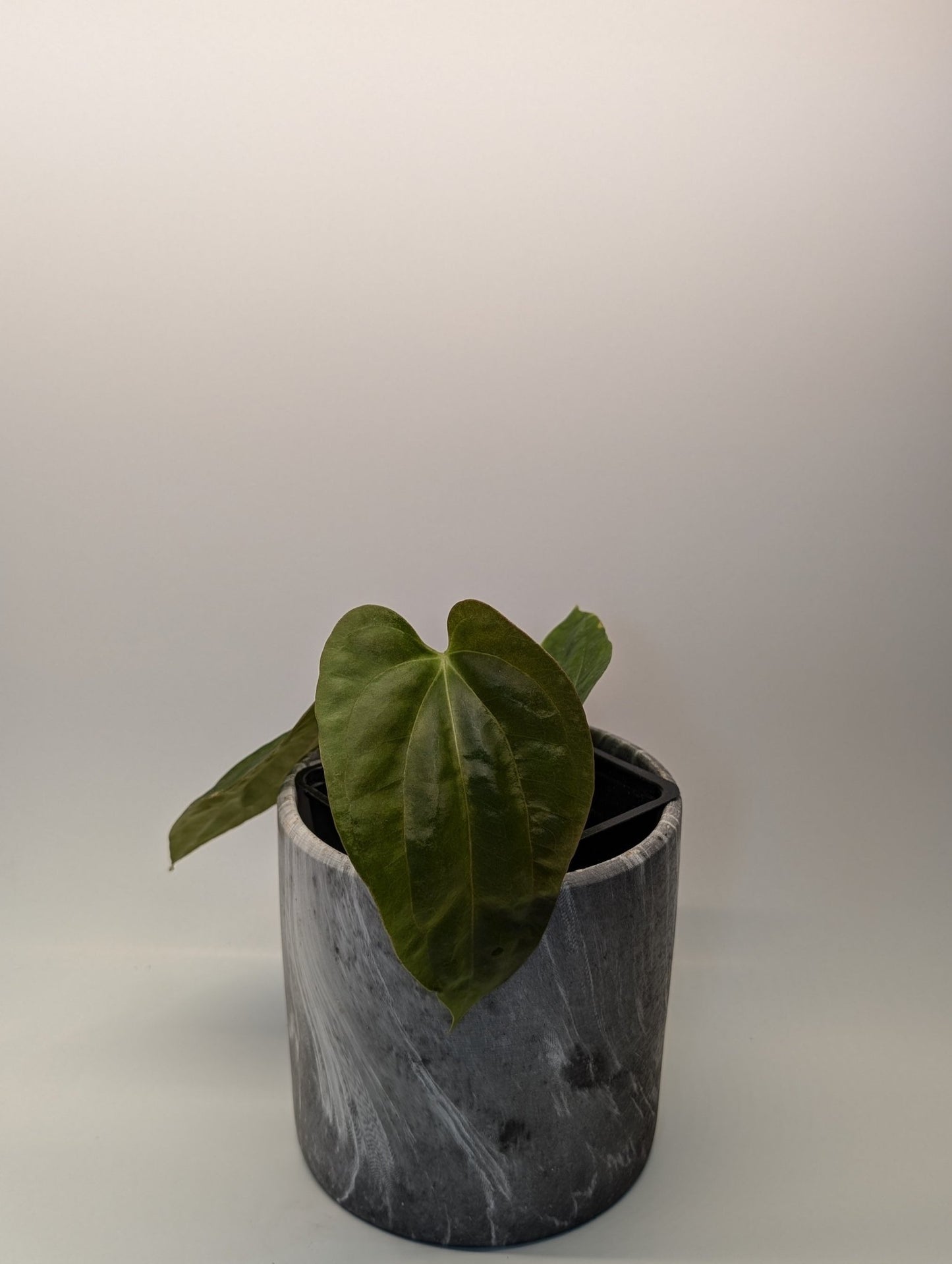 Anthurium (Besseae "Spider" x BVEP) x (FSRL x FS S1) - Botanical Rarities