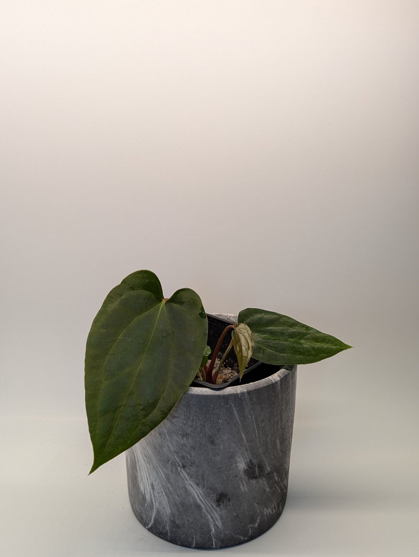 Anthurium (Besseae "Spider" x BVEP) x (FSRL x FS S1) - Botanical Rarities