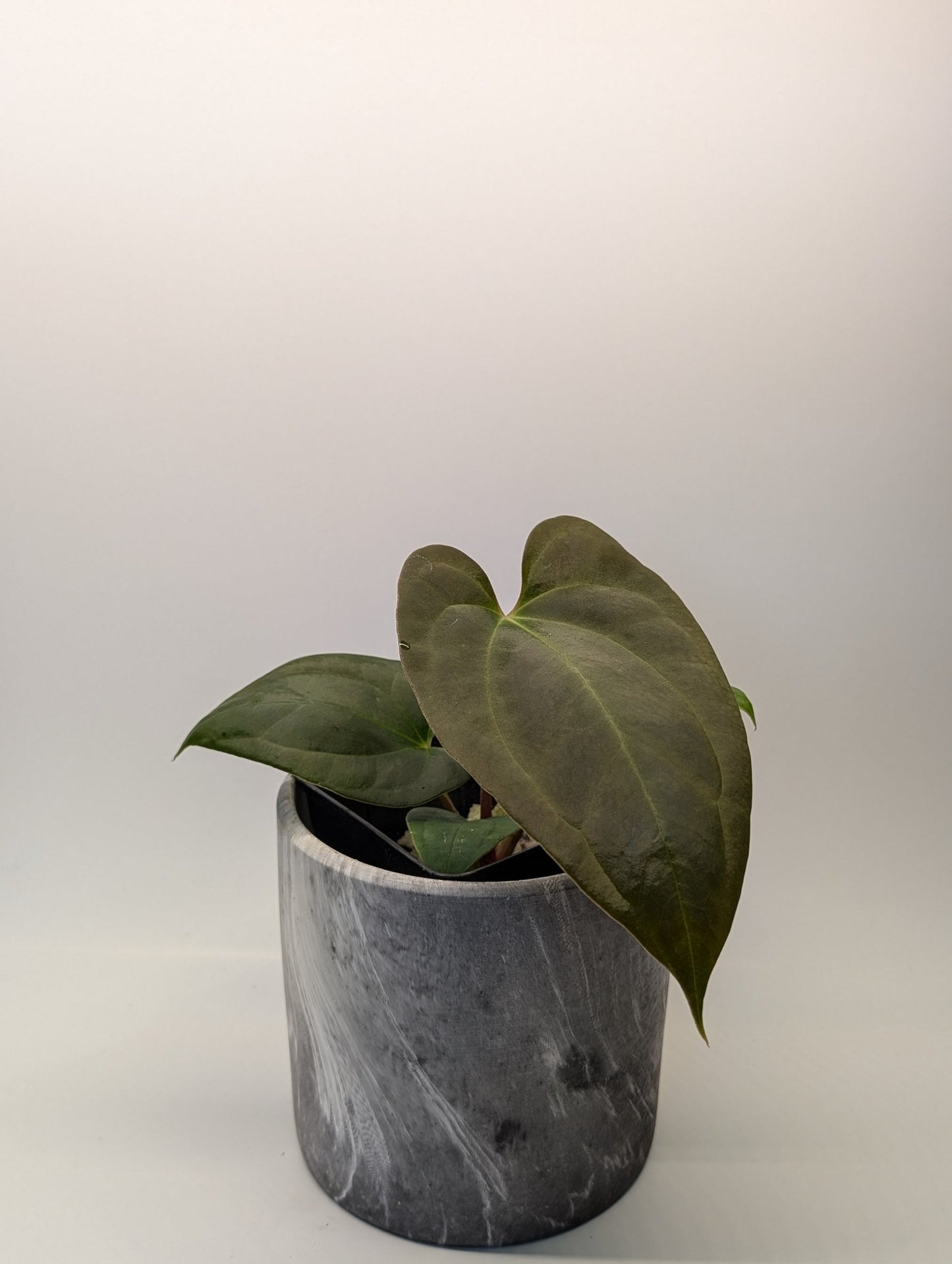 Anthurium (Besseae "Spider" x BVEP) x (FSRL x FS S1) - Botanical Rarities