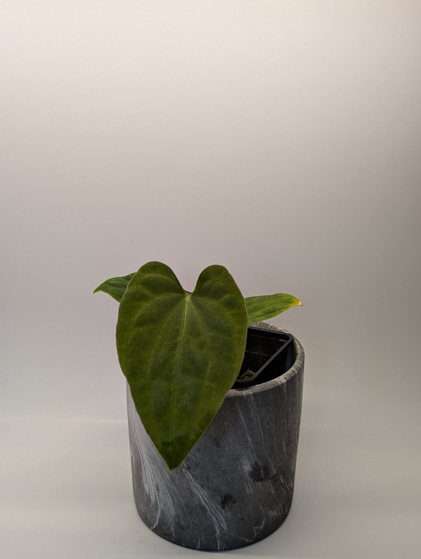 Anthurium (Besseae "Spider" x BVEP) x (FSRL x FS S1) - Botanical Rarities