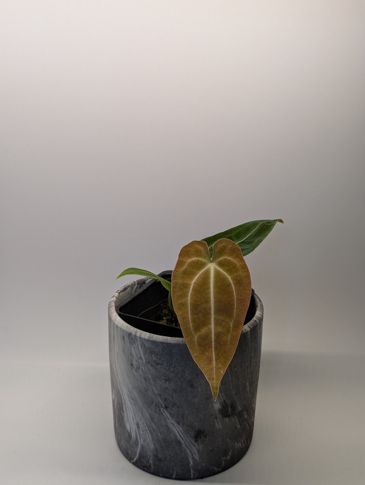 anthurium magnificum x besseae aff Anthurium (Bess affx Mag) x Forgetii