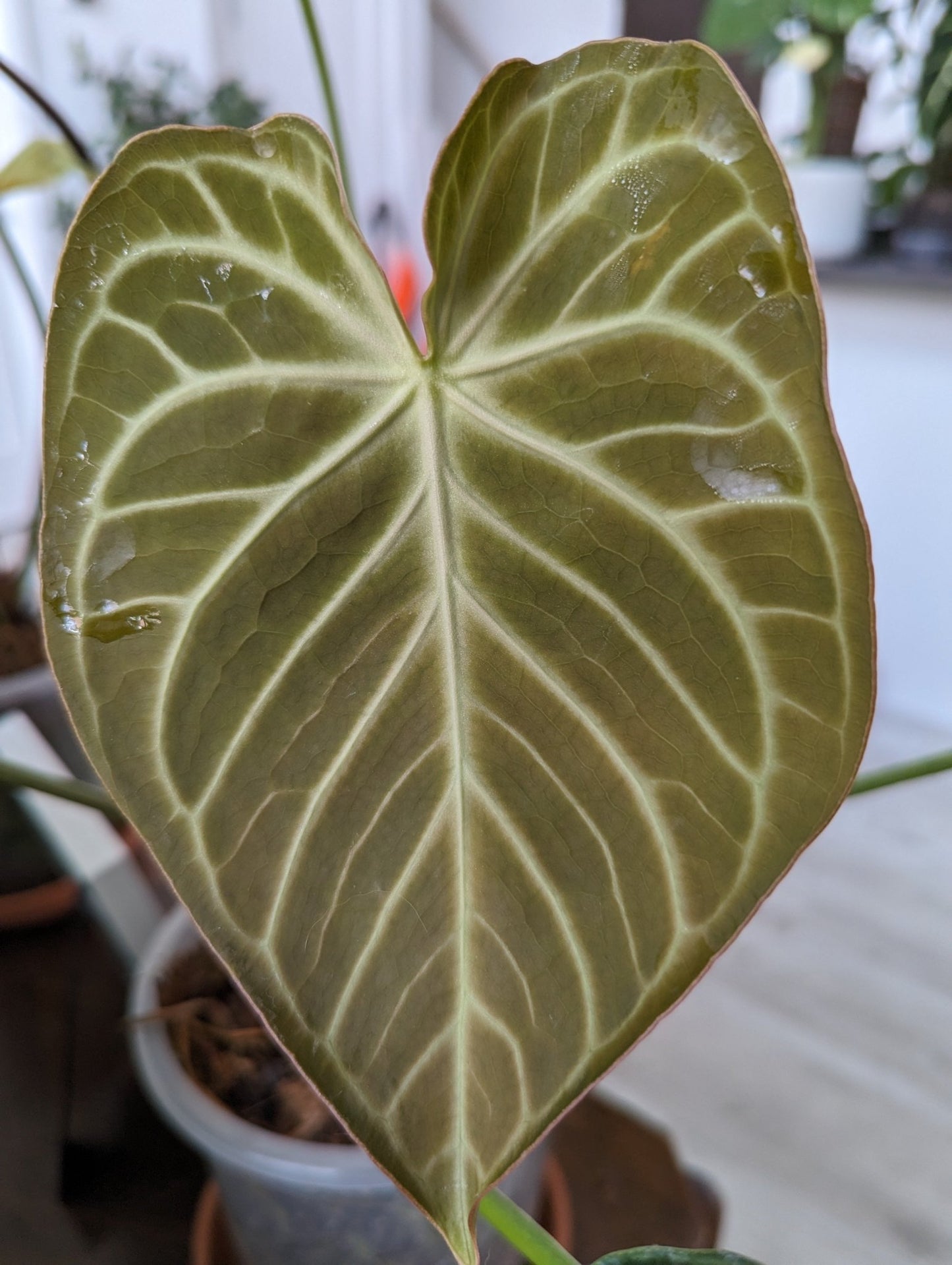 Anthurium Crystal Hope Hybrid - Botanical Rarities