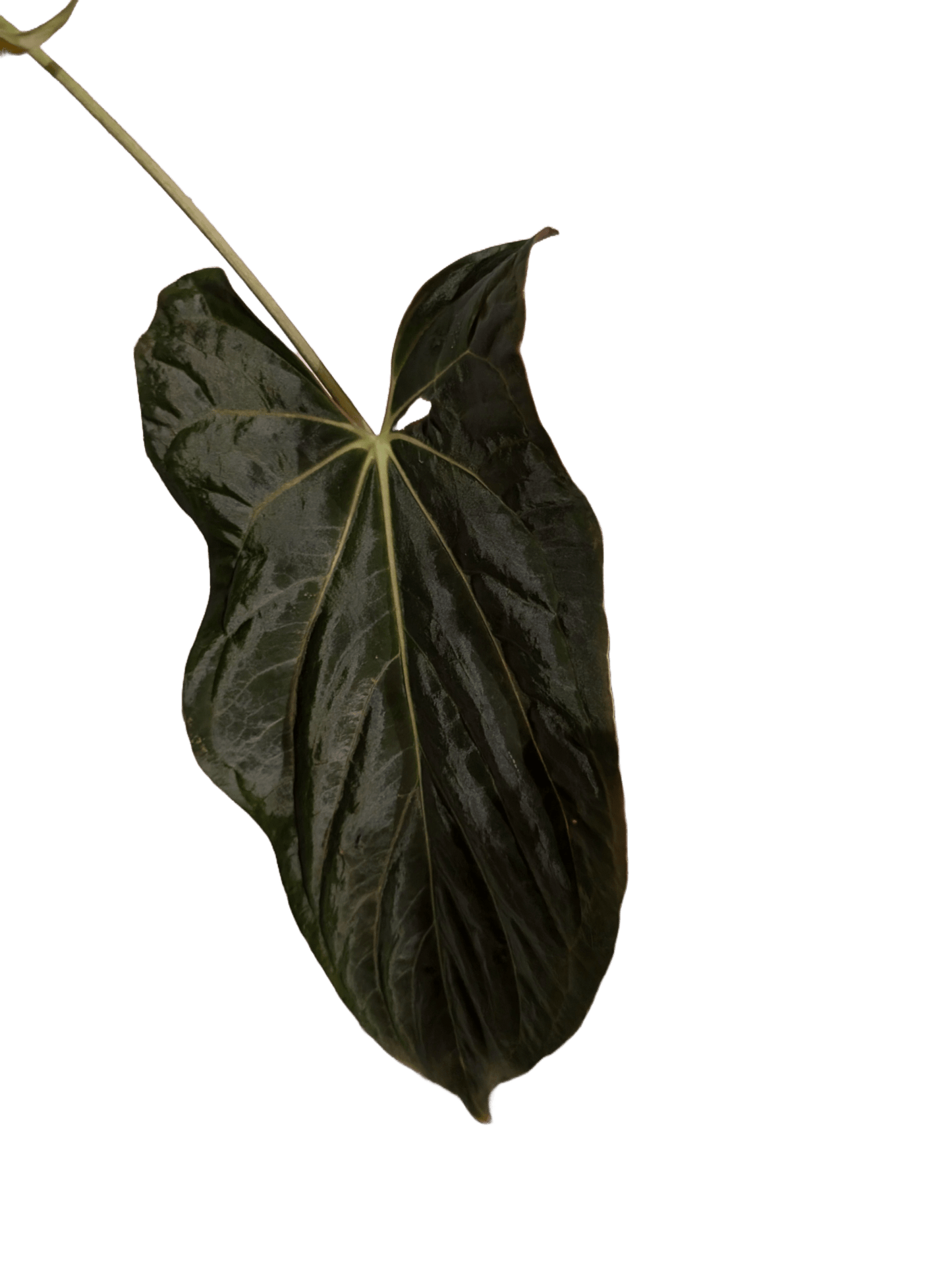 Anthurium (Dark Crystallinum x Papilliamium) x (FSRL x FS S1) - Botanical Rarities