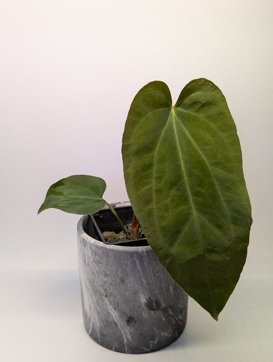 Anthurium (Dark Crystallinum x Papilliamium) x (FSRL x FS S1) - Botanical Rarities