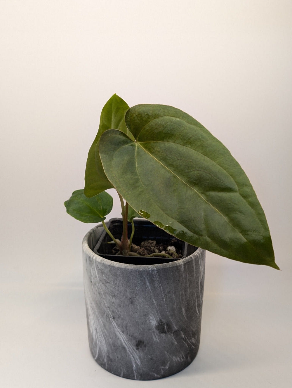 anthurium canada Anthurium Dark Crystallinum x FSRL Hybrid