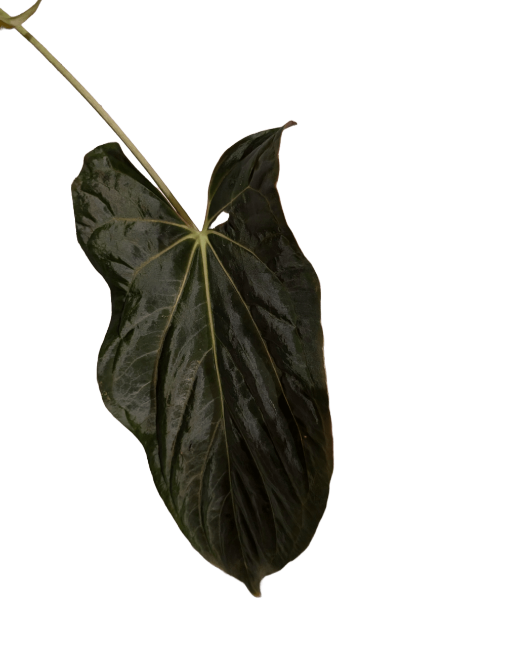 Anthurium (FSRL x FS S1) x (BVEP x Panamama 3.0) - Botanical Rarities
