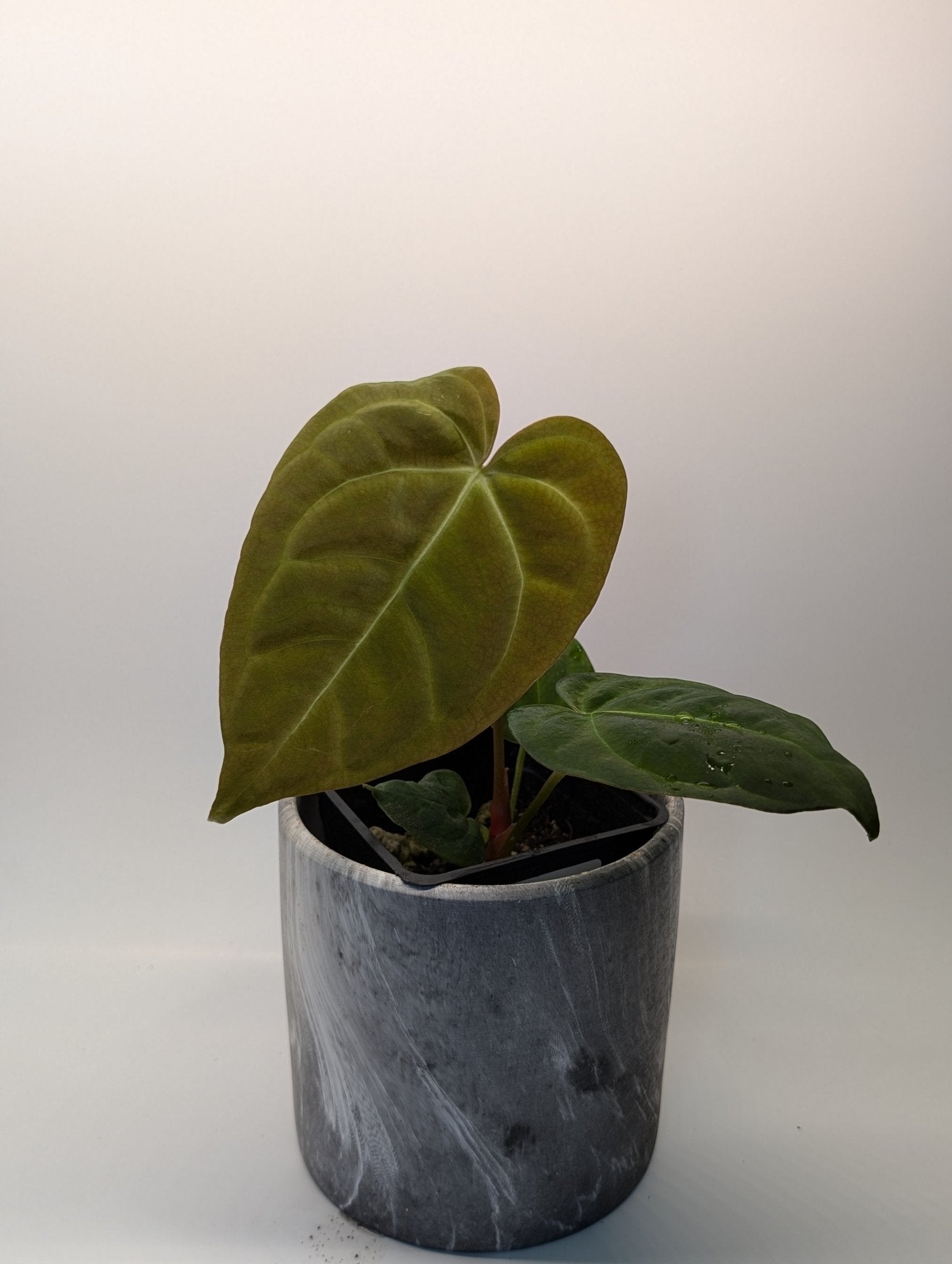 anthurium black crystallinum Anthurium Regale Hybrid