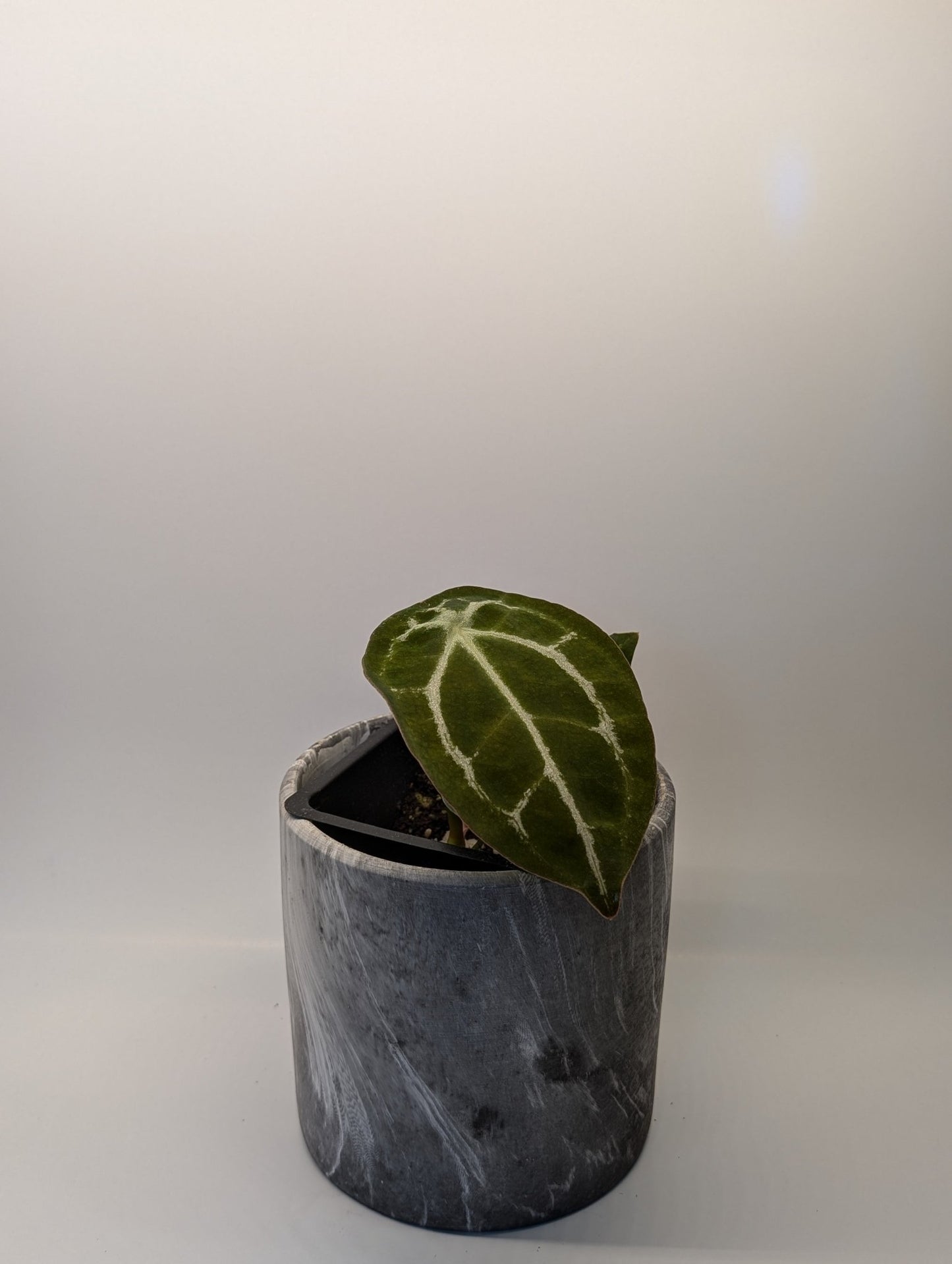 Anthurium Silver Streak x Forgetii - Botanical Rarities