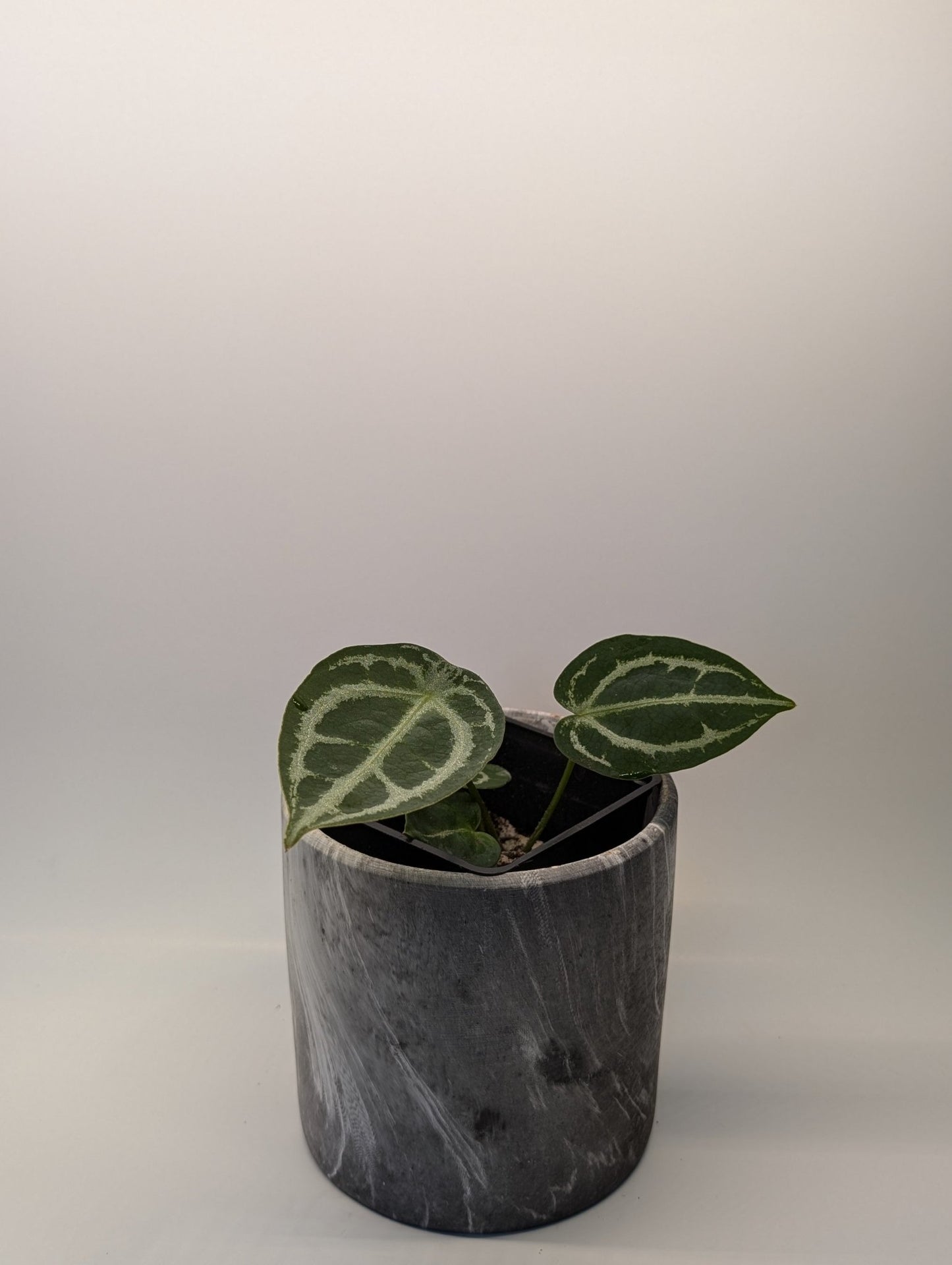 Anthurium Silver Streak x Forgetii - Botanical Rarities
