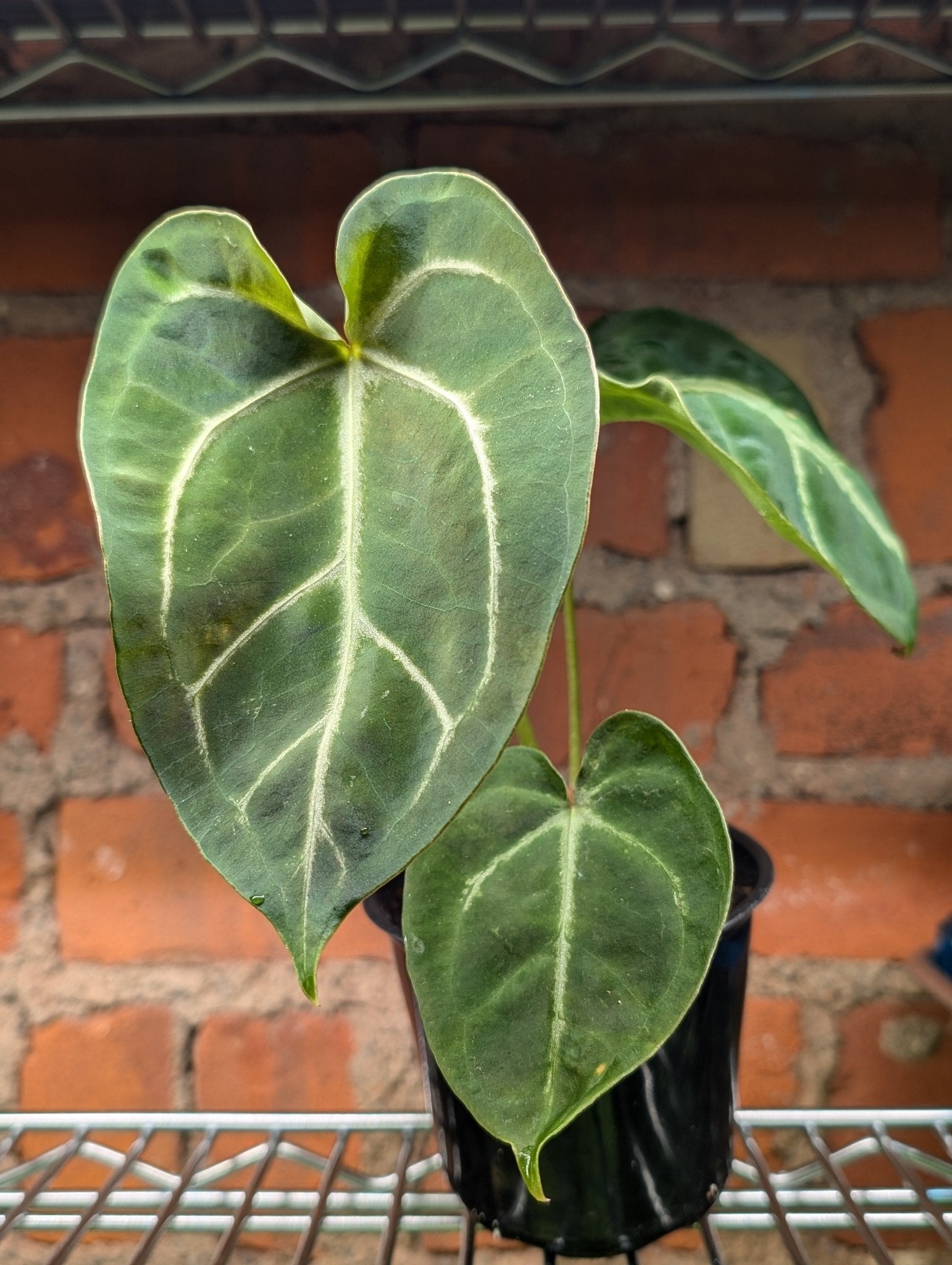 anthurium crystallinum x magnificum Anthurium Magnificum x (Crystallinum x Forgetii)