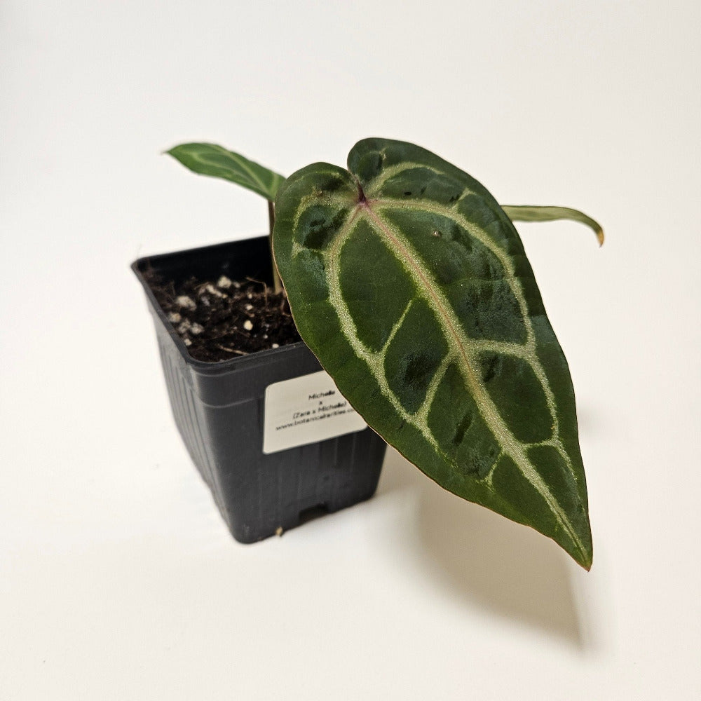 Anthurium Michelle x (Zara x Michelle) Red/Purple Doc Block 3.5