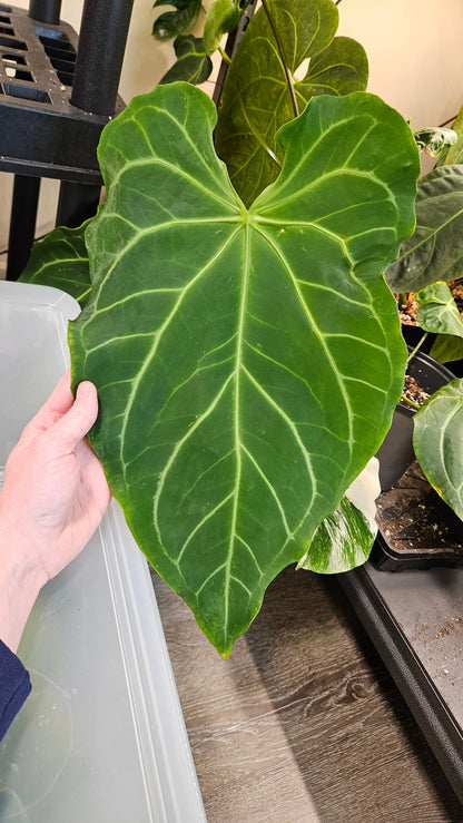 Anthurium Velvet Oasis