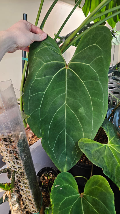 Anthurium Red Streak