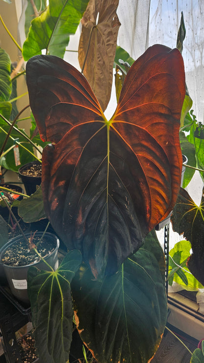 Anthurium Velvet Oasis