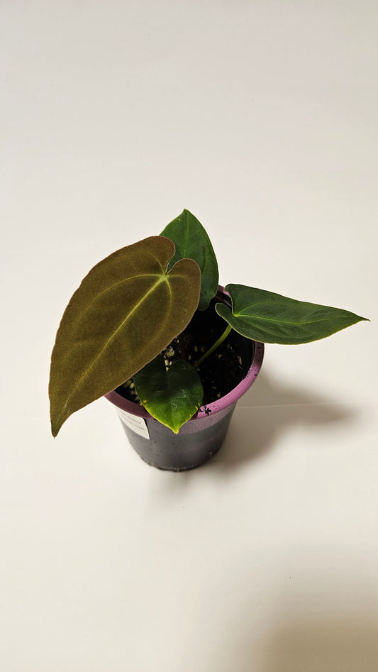 Anthurium Velvet Oasis
