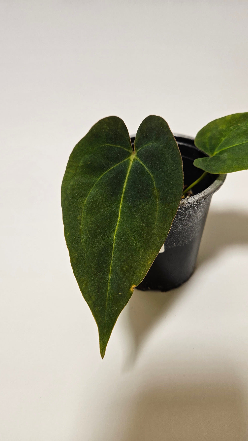 Anthurium Velvet Oasis