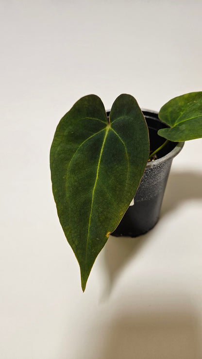 Anthurium Velvet Oasis