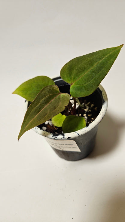Anthurium Red Streak