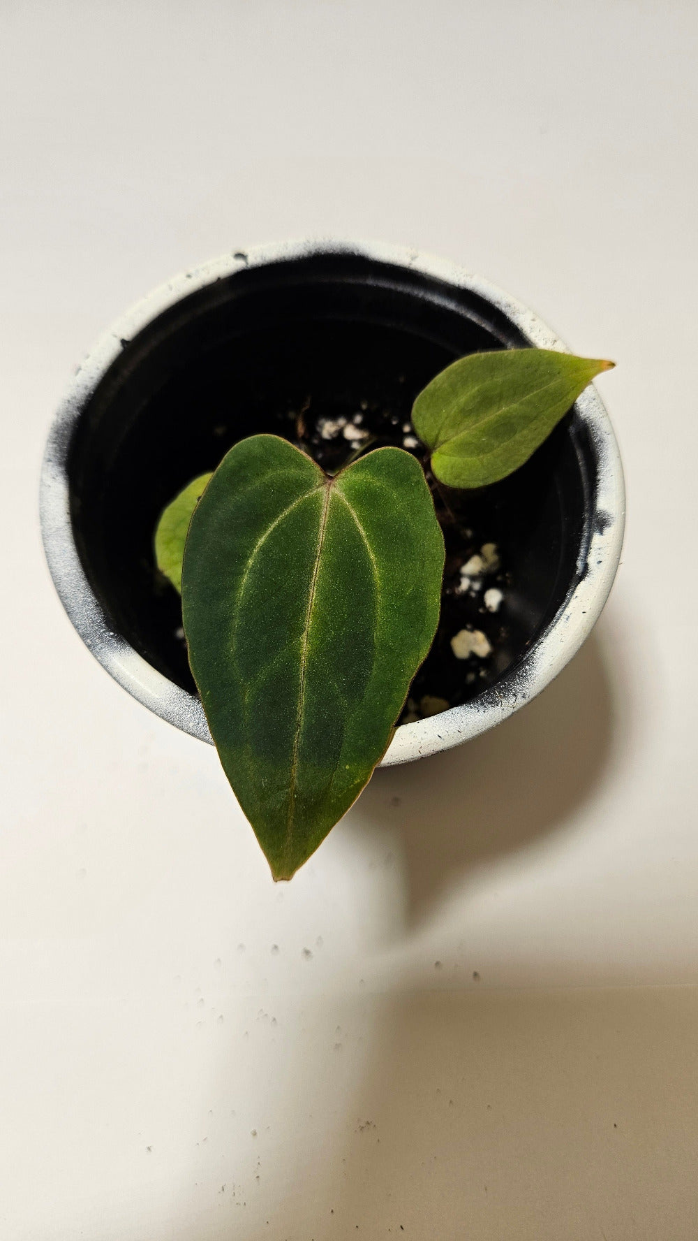 Anthurium Red Streak