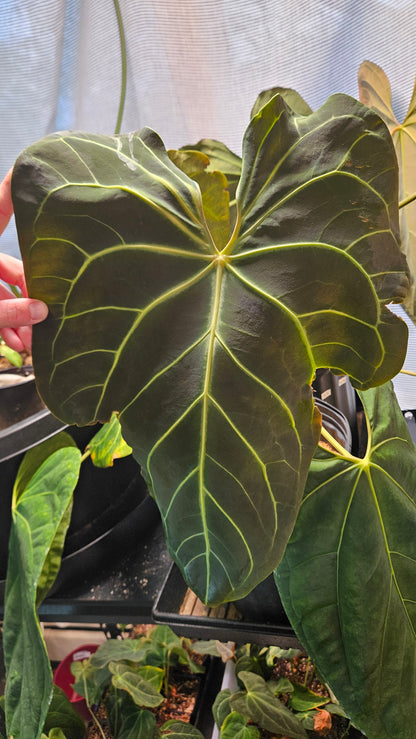 Anthurium Red Streak