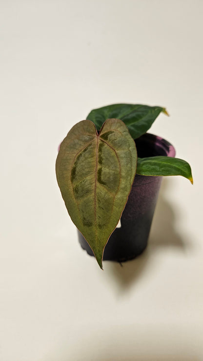 Anthurium (Doc Block x Fort Sherman) x NoID