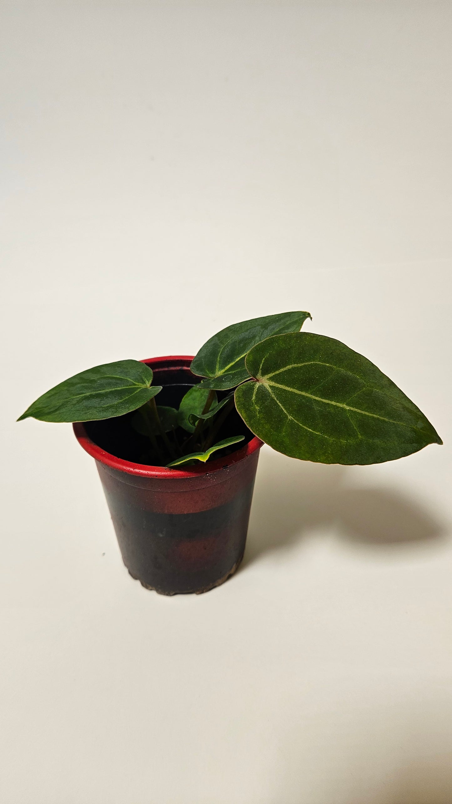 Anthurium (Doc Block x Fort Sherman) x NoID