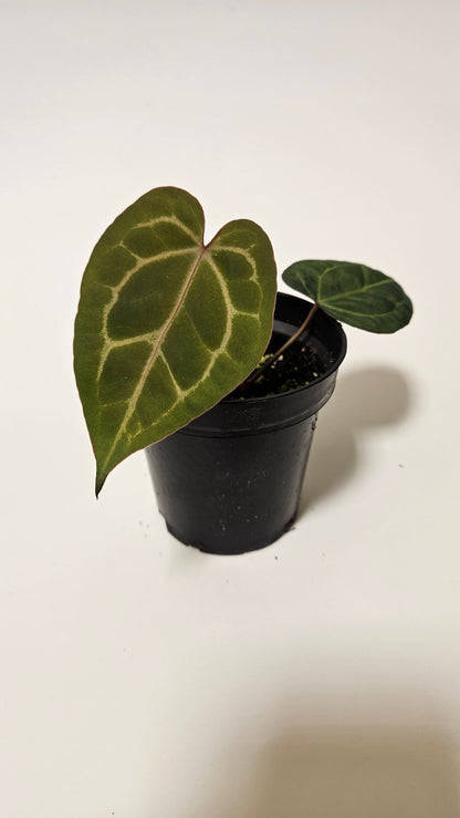 Anthurium (Dark Crystallinum x Papillilaminum) x Red Crystallinum F2