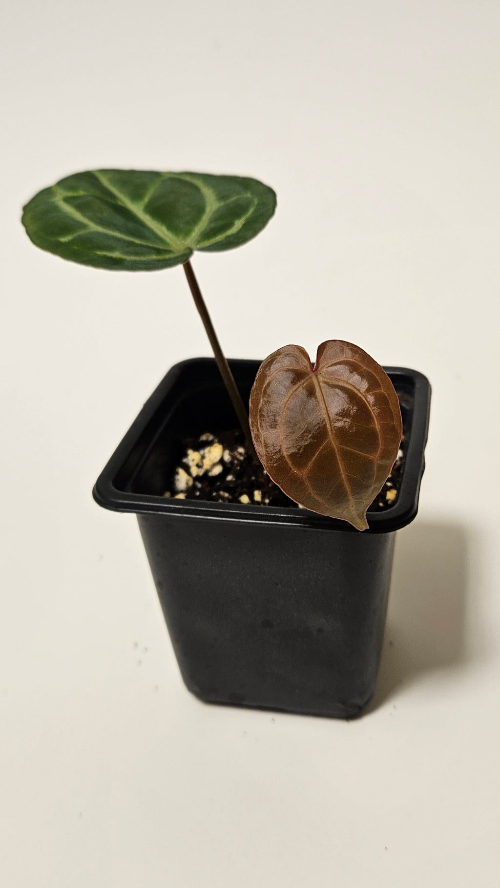 その他観葉植物 Anthurium Rad Crystallinum xCrystallinum Anthurium