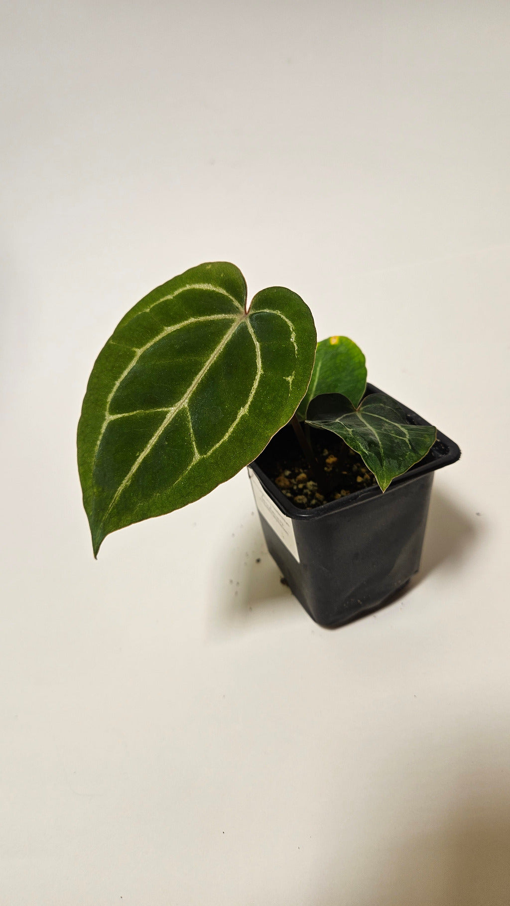 Anthurium (Dark Crystallinum x Papillilaminum) x Red Crystallinum F2