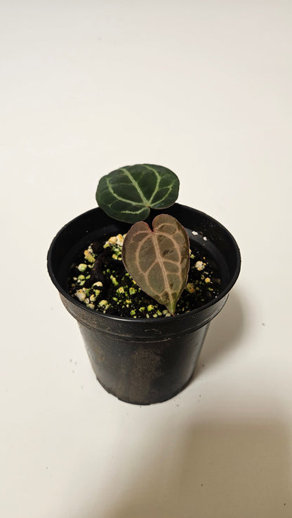 Anthurium (Dark Crystallinum x Papillilaminum) x Red Crystallinum F2