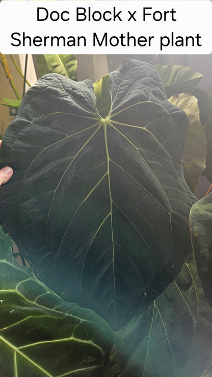 Anthurium (Doc Block x Fort Sherman) x NoID
