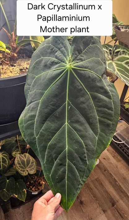 Anthurium (Dark Crystallinum x Papillilaminum) x Red Crystallinum F2