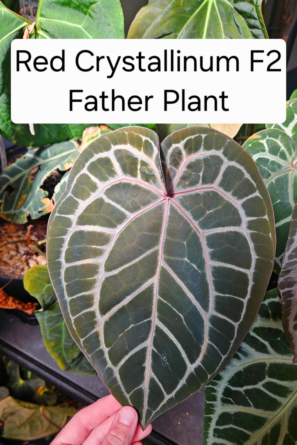Anthurium (Dark Crystallinum x Papillilaminum) x Red Crystallinum F2