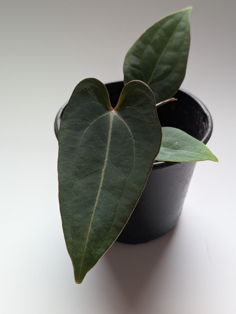 Anthurium Red Streak