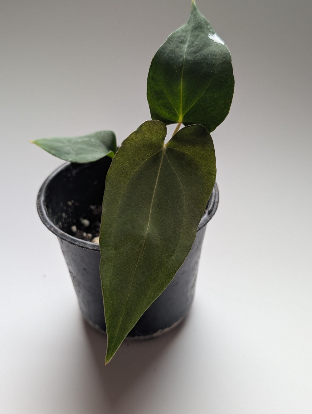 Anthurium Velvet Oasis