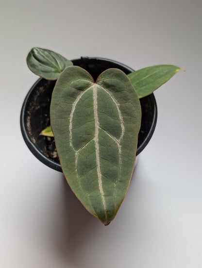 Anthurium Red Streak