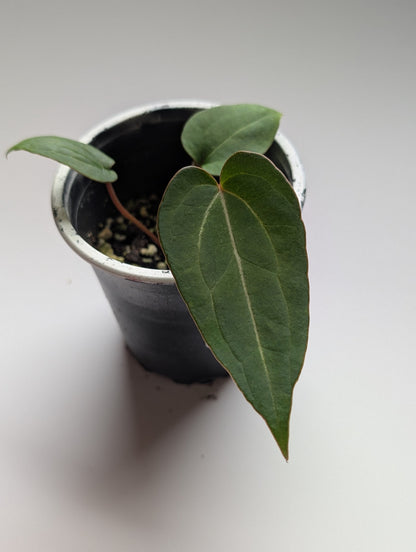 Anthurium Red Streak