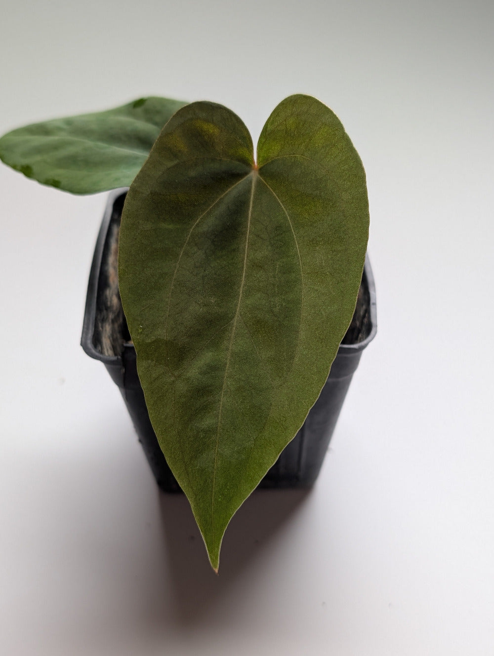 Anthurium Velvet Oasis