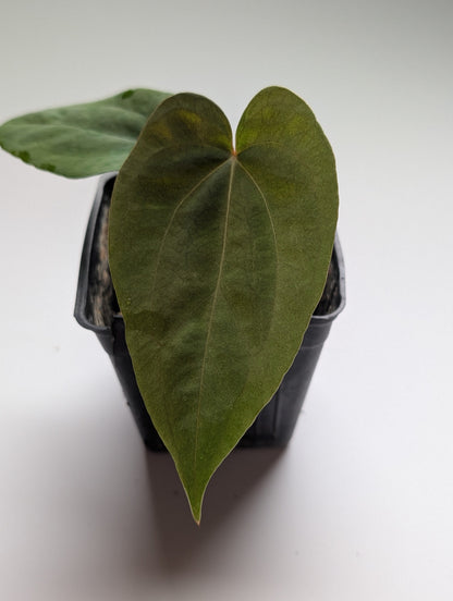 Anthurium Velvet Oasis