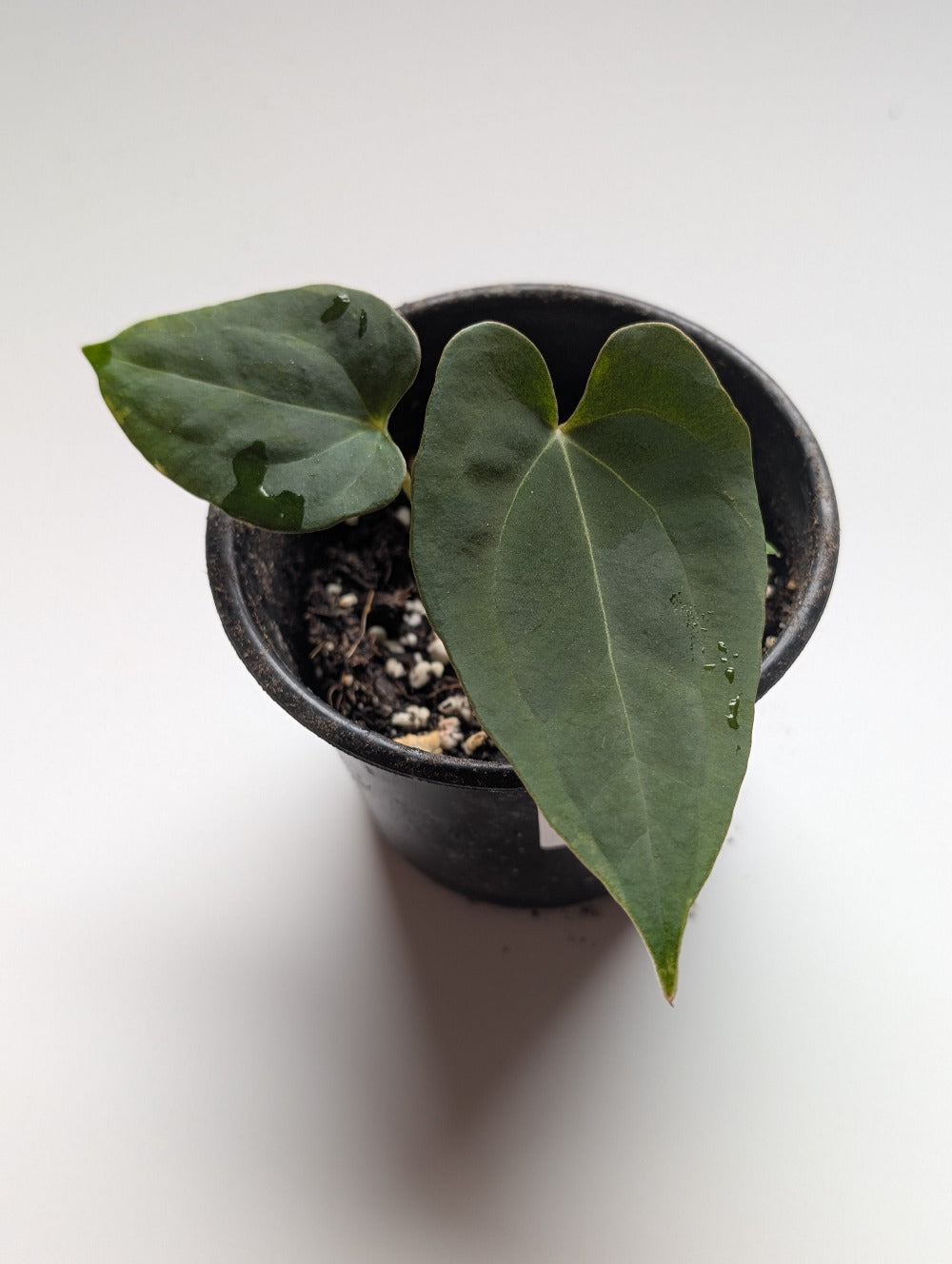 Small potted plant with heart-shaped leaves on a white background