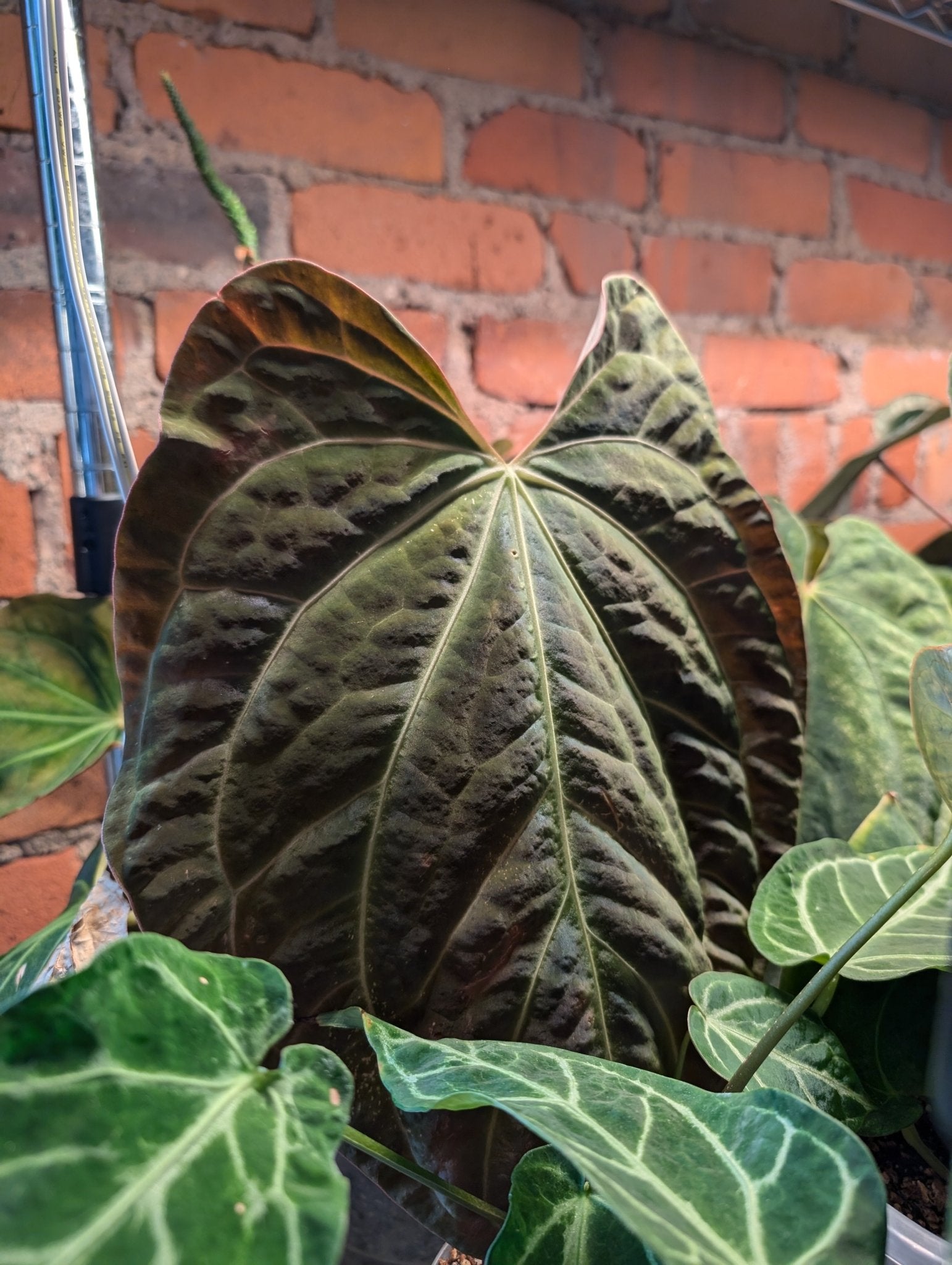 anthurium besseae description Anthurium (Besseae "Spider" x BVEP) x (FSRL x FS S1) – Botanical Rarities