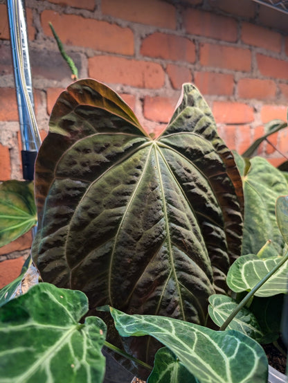 Anthurium (Besseae "Spider" x BVEP) x (FSRL x FS S1) - Botanical Rarities